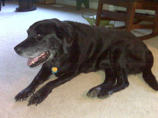 In memory of Dexter - passed 10/9/09