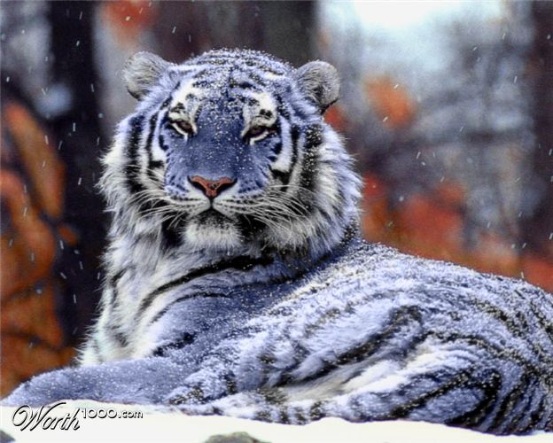 A Blue Tiger