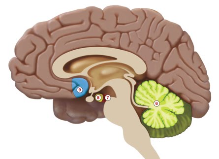 Brain Cerebellum