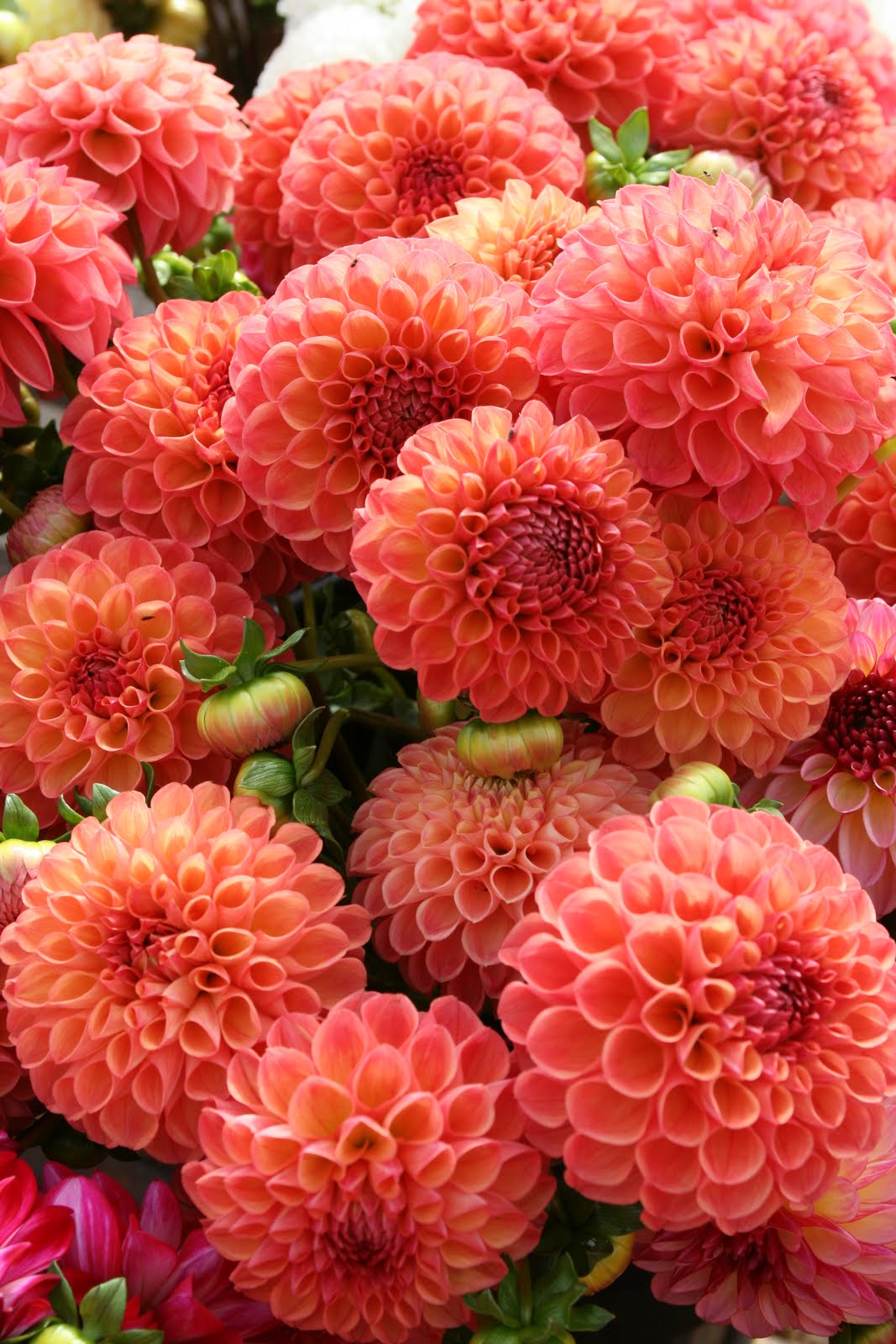 Dahlias Floret Flowers
