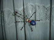 Uma invenção do meu marido - aranhas pregadeiras de cortinados e não só