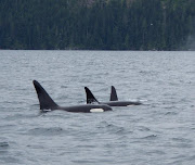 Orca's