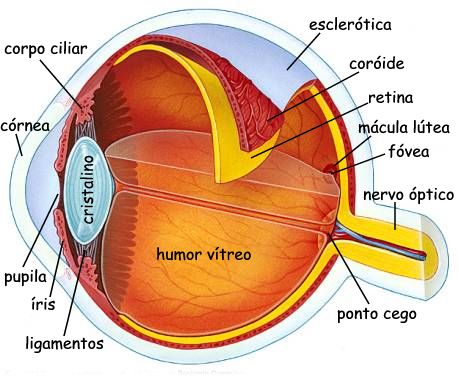 Glaucoma De Angulo Fechado Sintomas Diagnostico E Tratamento Ioc