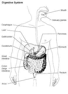 Digestive Tract - Parts of the Digestive Tract | Common Digestive Disorders