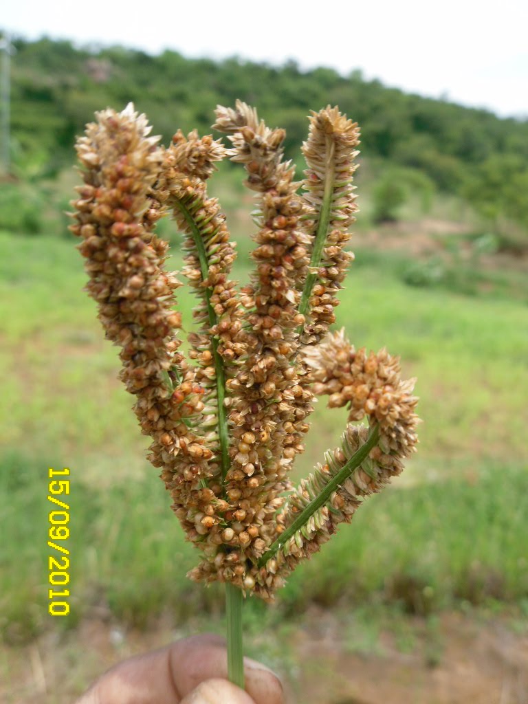 ragi crop