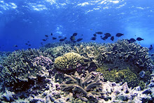 Coral Reef in American Samoa