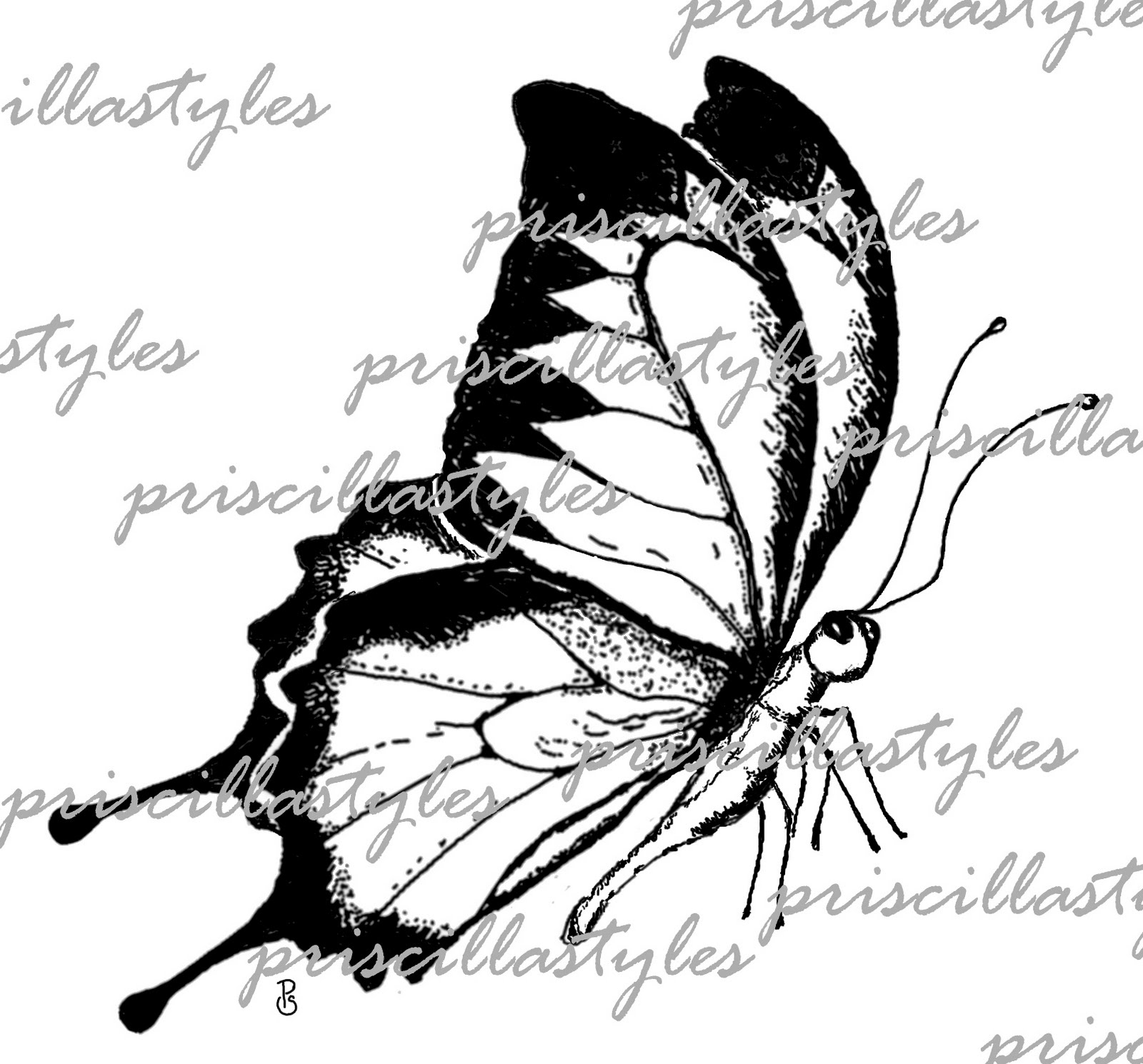 Side Of Butterfly