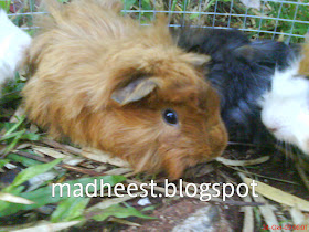 Toko Kandang Hamster Oktober 2009