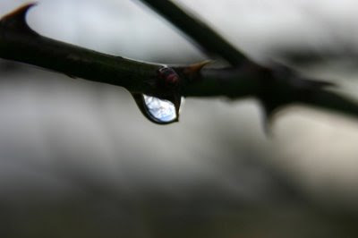 Khoảnh khắc (Tina) - Page 4 Rain+drop+on+thorns
