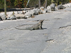 Iguana