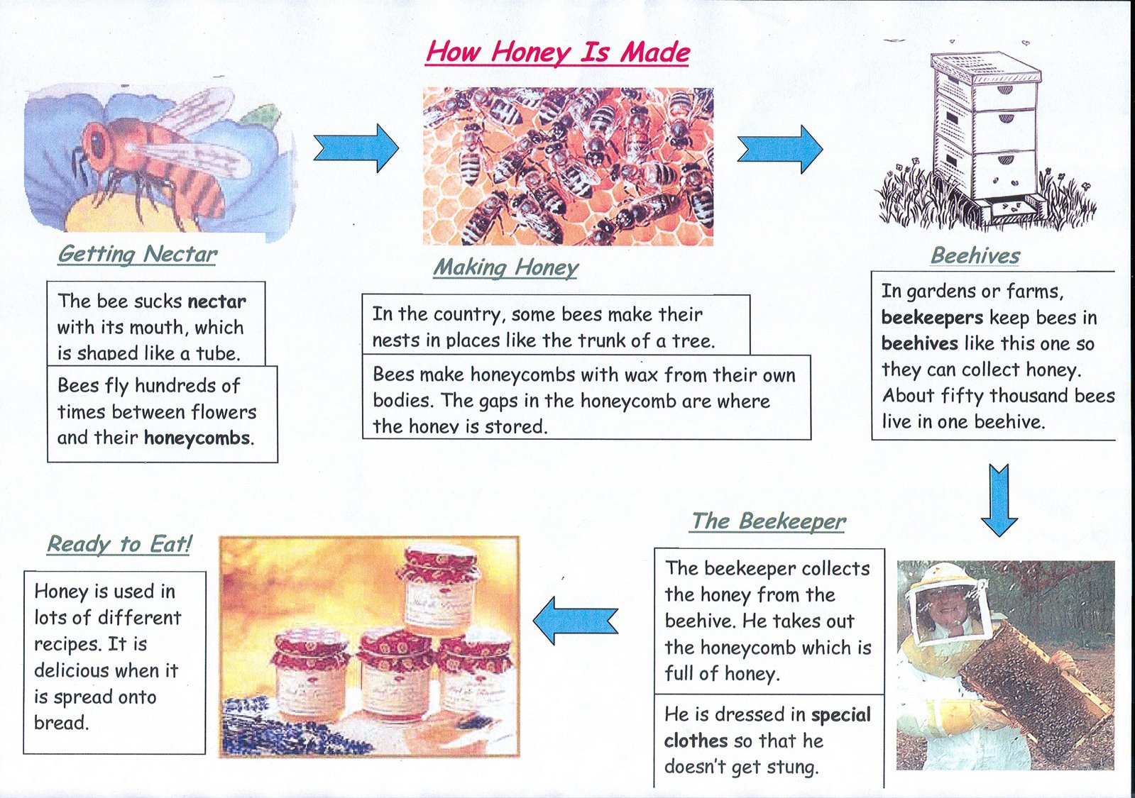 Explanation Texts - Literacy Explanation Texts - Literacy