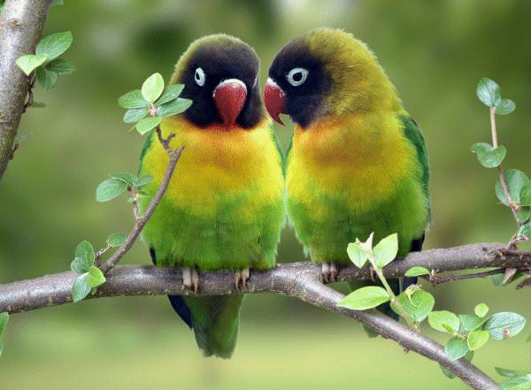 beautiful  birds pictures