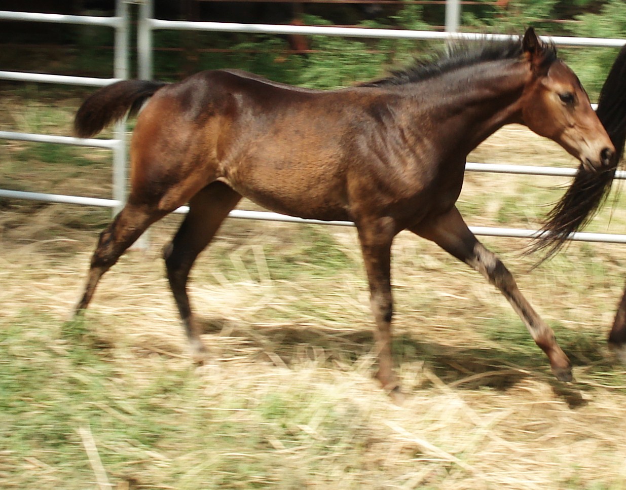 [sparkle+loping.JPG]