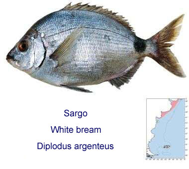 pesca del sargo en espigon de huelva con boya o flotador