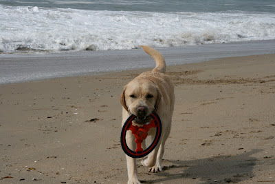 FRisbee fun Huntington Dog Beach