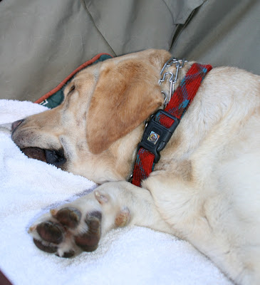 Exhausted Labrador Cooper