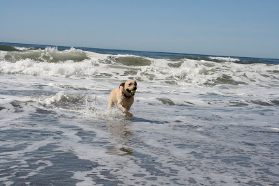 Labrador Cooper emerging from the waves