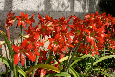 Red Lilies Huntington