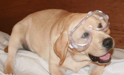 Dog with goggles at 18 weeks