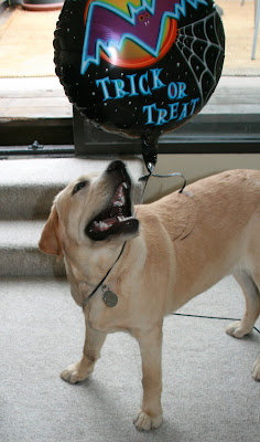 Balloon Puppy