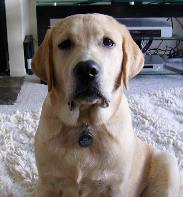Yellow Labrador Cooper