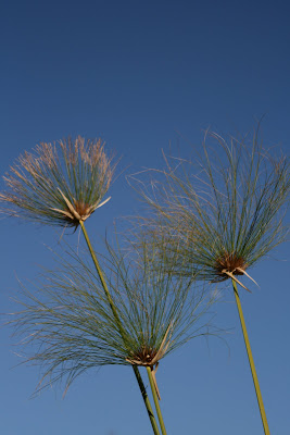 Papyrus in the LA sun