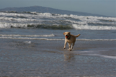 Tennis Ball Labrador Huntington Beach