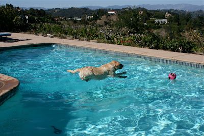 Flying Labrador Cooper