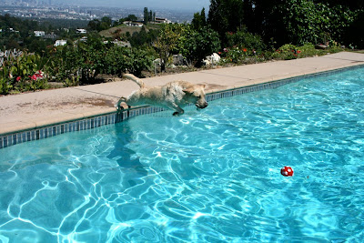 Swimming pool pup