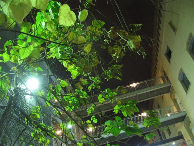 Paolis