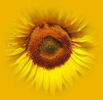 GIRASOL