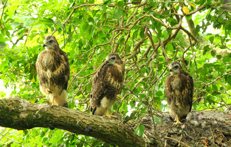 Fledgling Buzzard