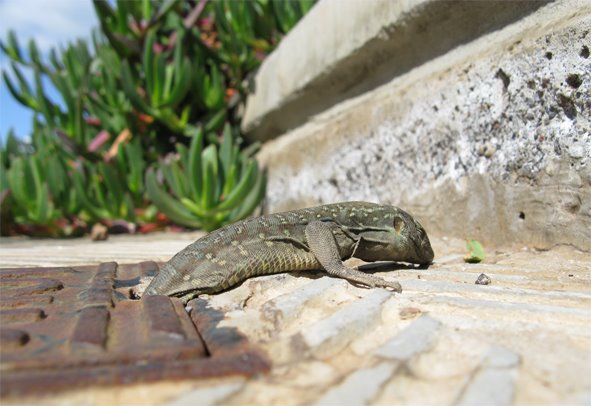 [lagarto+espacio.jpg]