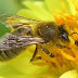 Disebalik Kehebatan Penciptaan Lebah 