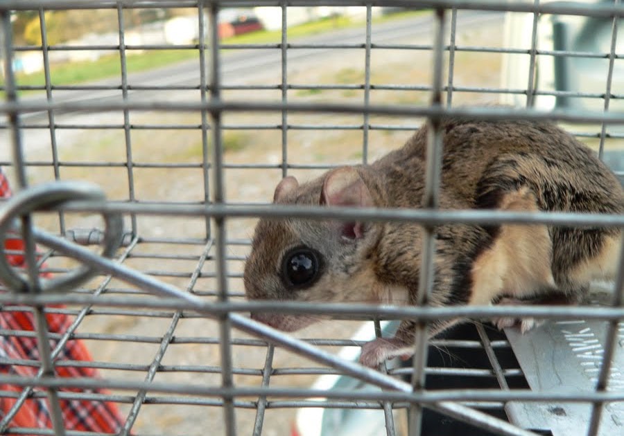 The Giraffe Head Tree Flying Squirrels