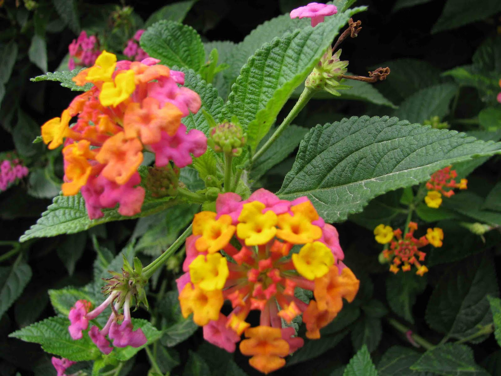 Ecuador personajes y especies (Galápagos y Continente) Plantas