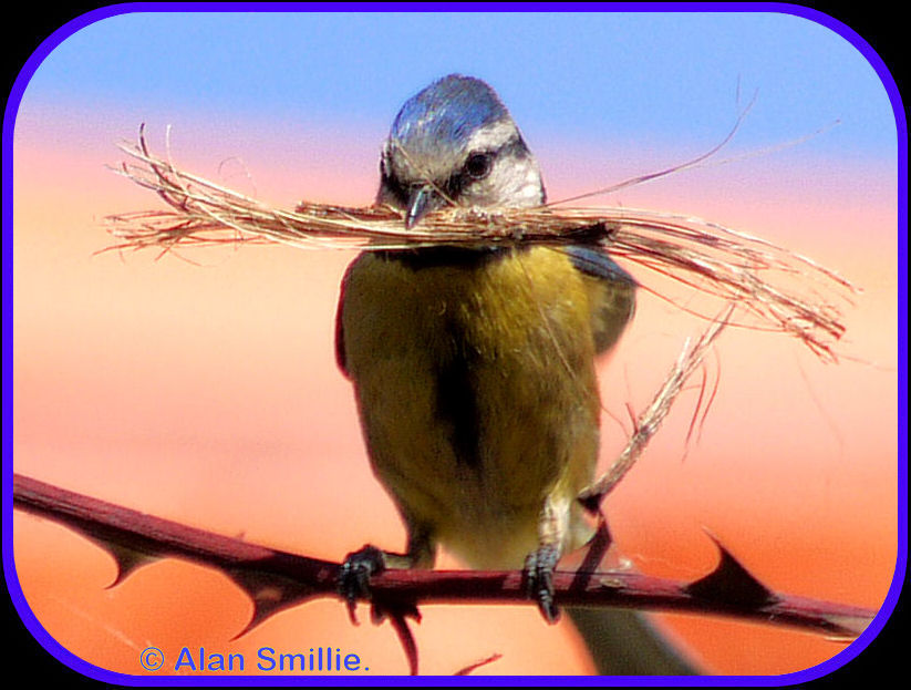 [Blue+Tit+Nesting+1.jpg]