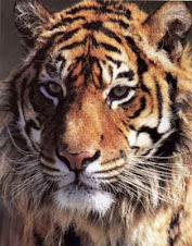 Tigre