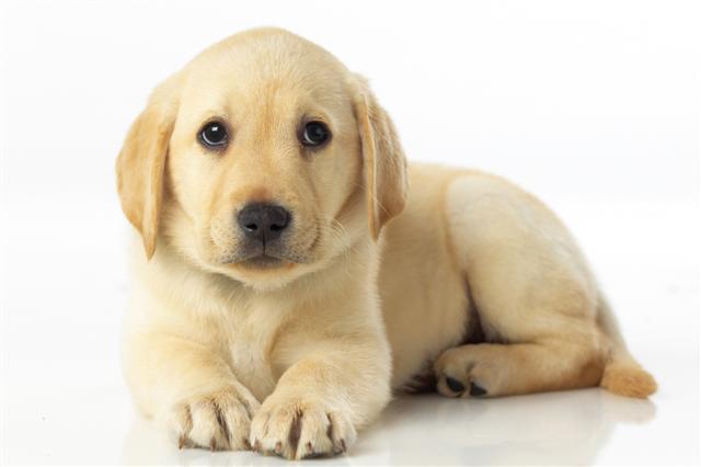 [SeeingEyeDogsAustralia02.jpg]