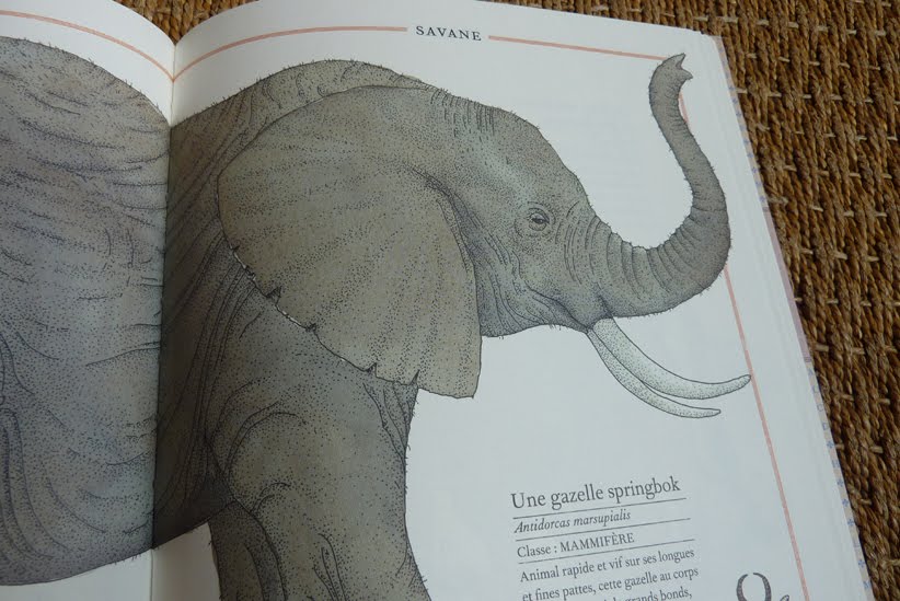 [elephant.jpg]
