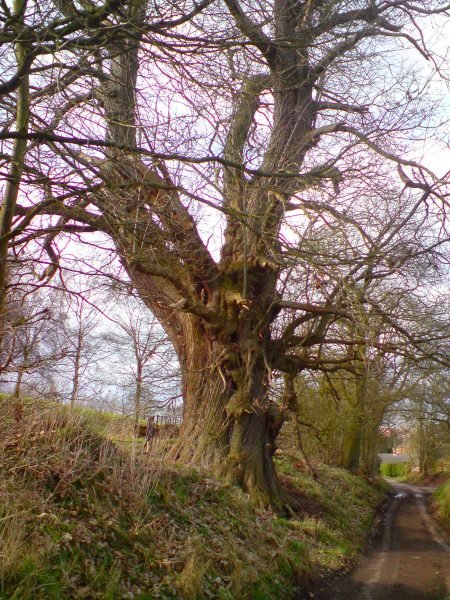 [Ancient+Oak+Tree.JPG]