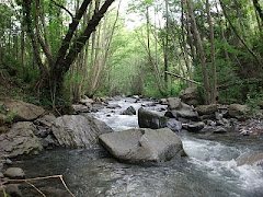 COTO DEL TORDERA S. M. - MACIZO DEL MONTSENY.