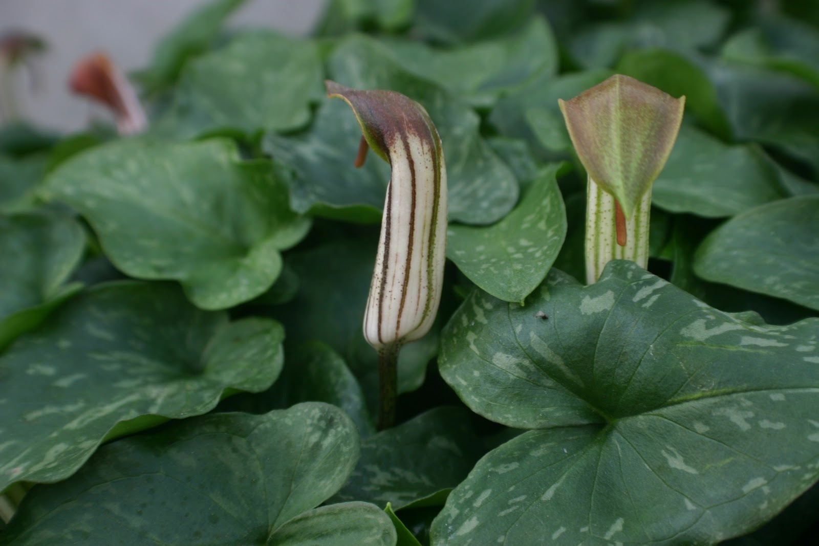 Rooftop botany goes to ground my plant nursery Phallus
