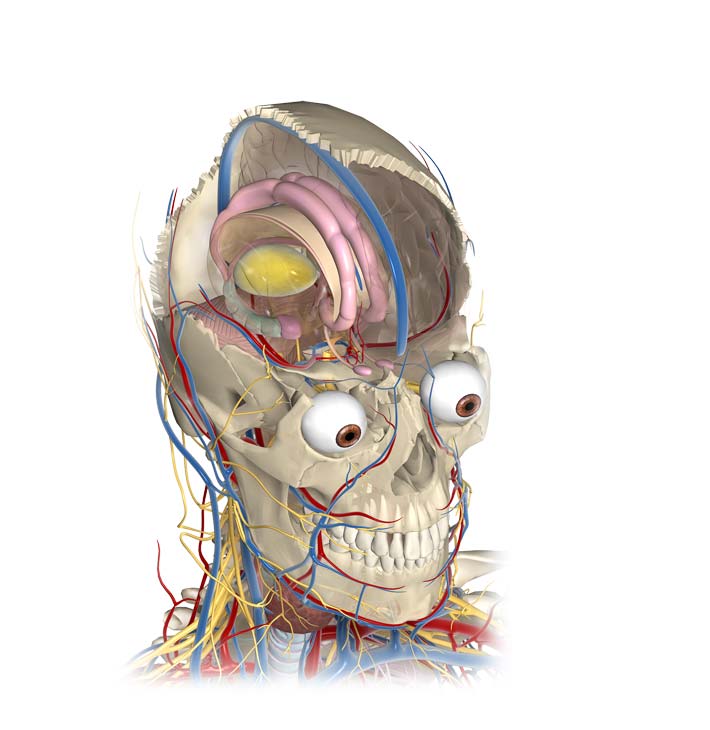 [brain2.jpg]