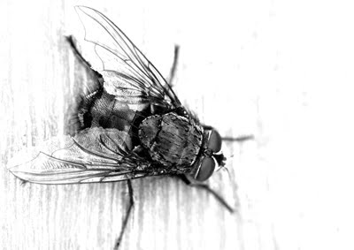 [mosca.jpg]