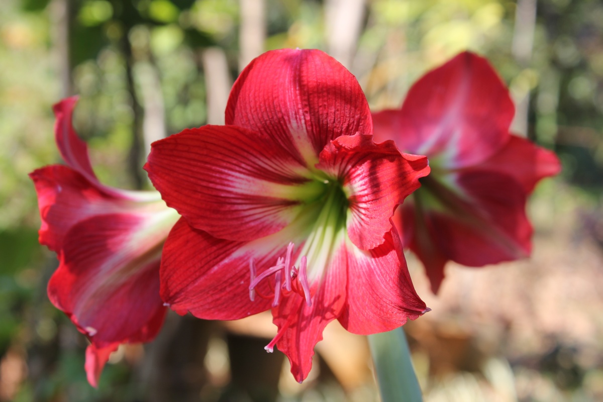 Life at Dharwad Flowers January
