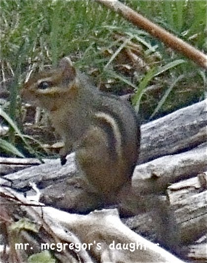 [chipmunk08.JPG]