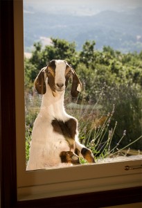 [goat-in-window-205x300.jpg]