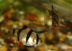 tiger-barb-in-koi-pond-3