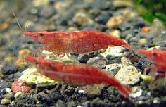 Aquarium Freshwater Shrimp